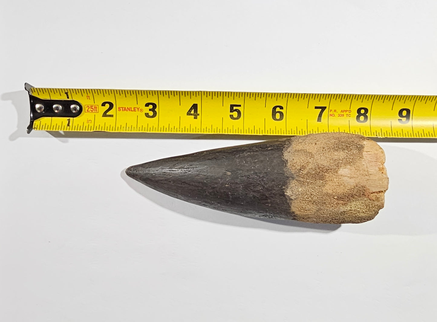 Spinosaurus Tooth - Fossil