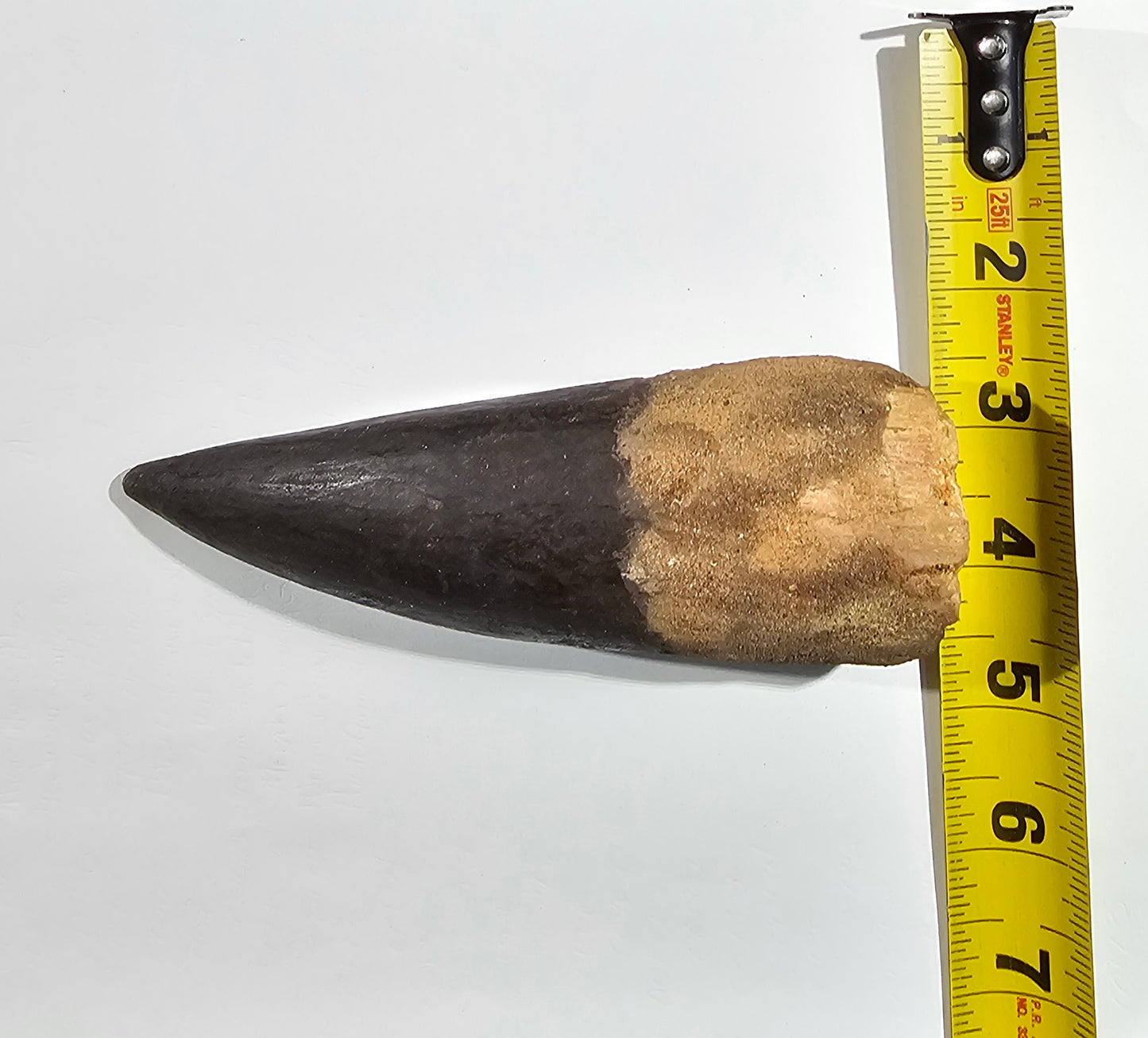 Spinosaurus Tooth - Fossil