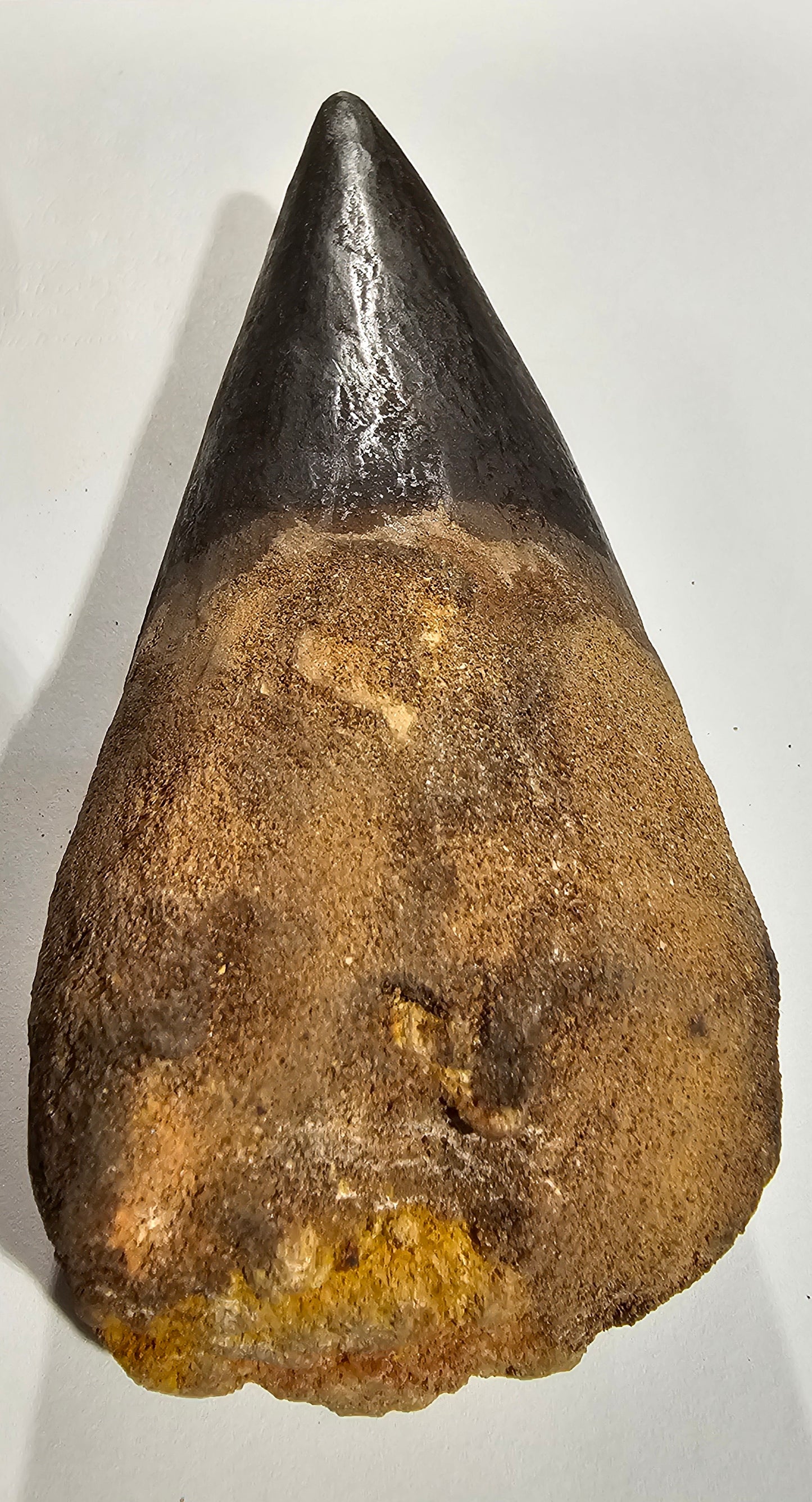 Spinosaurus Tooth - Fossil