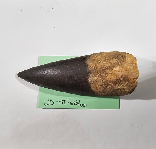 Spinosaurus Tooth - Fossil