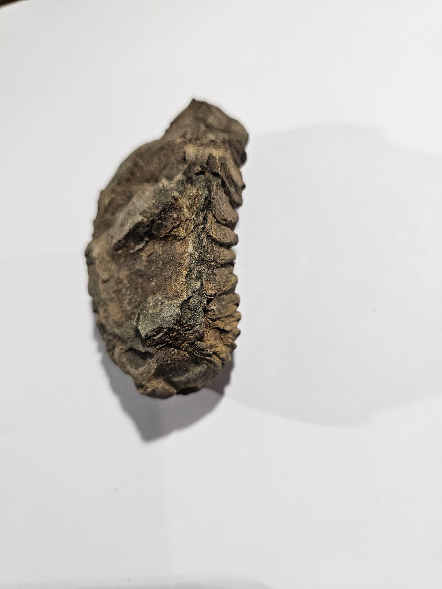 Trilobite Fossil Exquisite Specimen