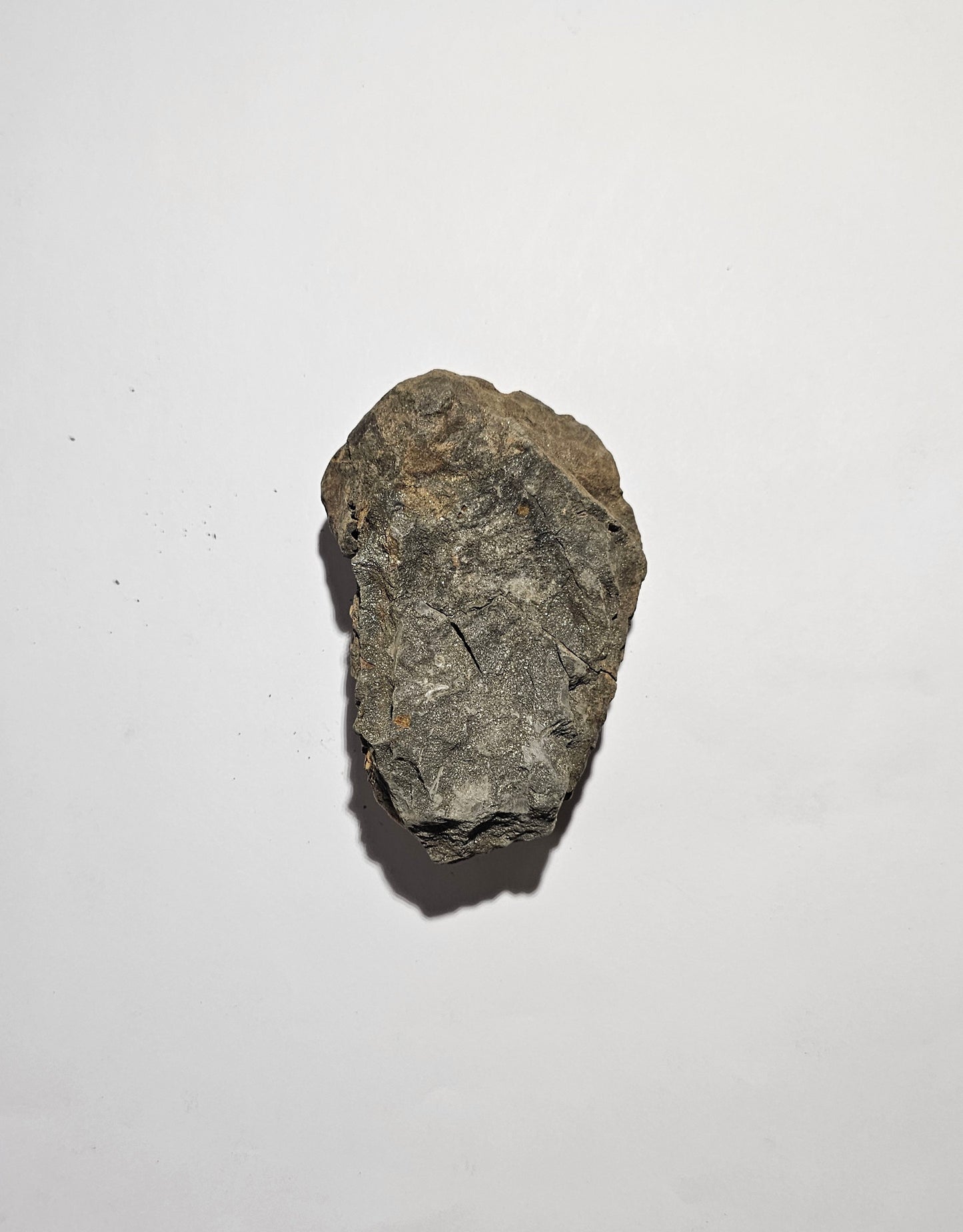 Trilobite Fossil Exquisite Specimen