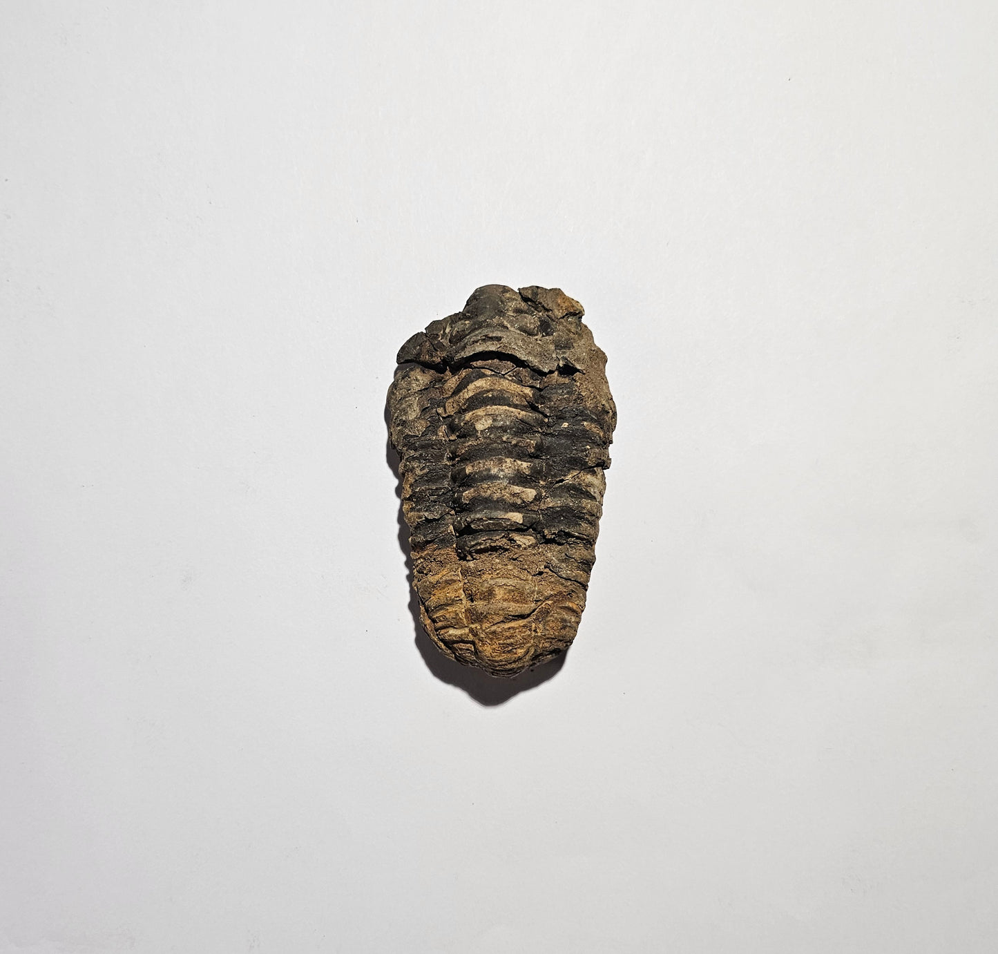 Trilobite Fossil Exquisite Specimen