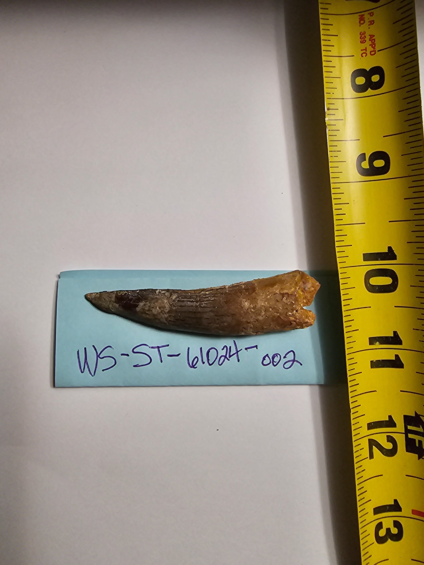 Spinosaurus Tooth - Fossil