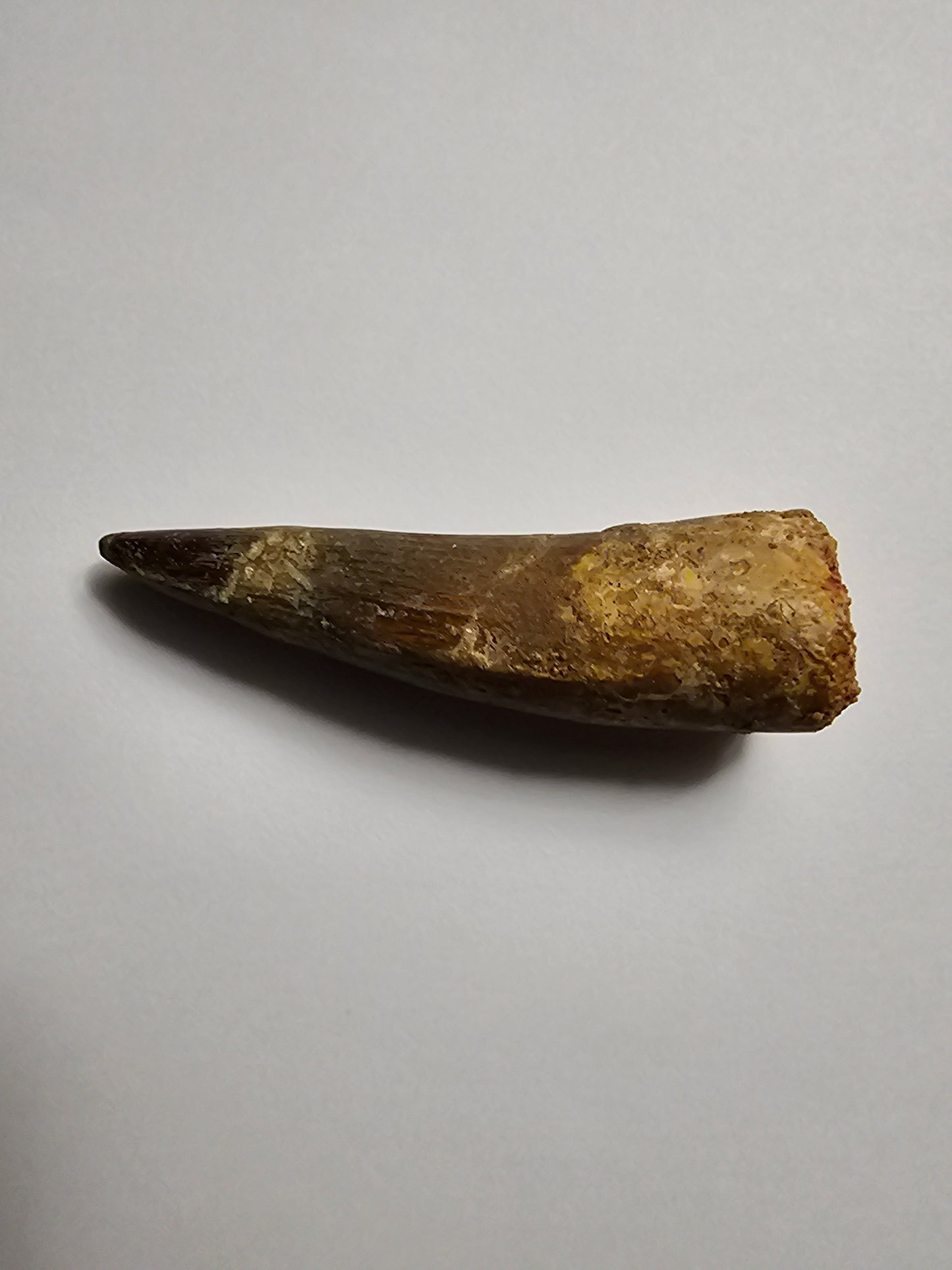 Spinosaurus Tooth - Fossil