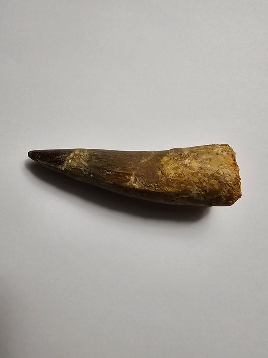 Spinosaurus Tooth - Fossil