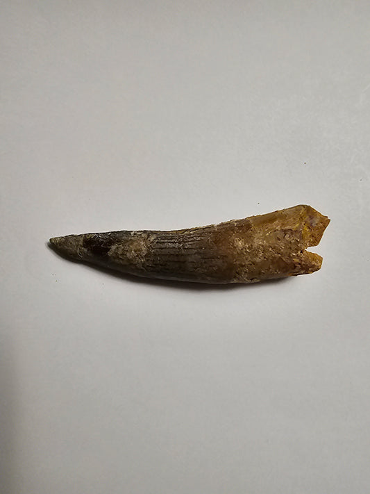 Spinosaurus Tooth - Fossil