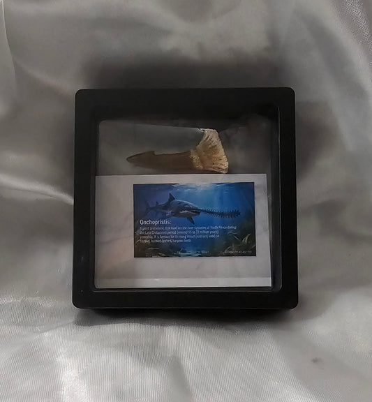 Onchopristis Cretaceous (Dinosaur)Tooth Fossil extinct onchopristis Cretaceous - 2”