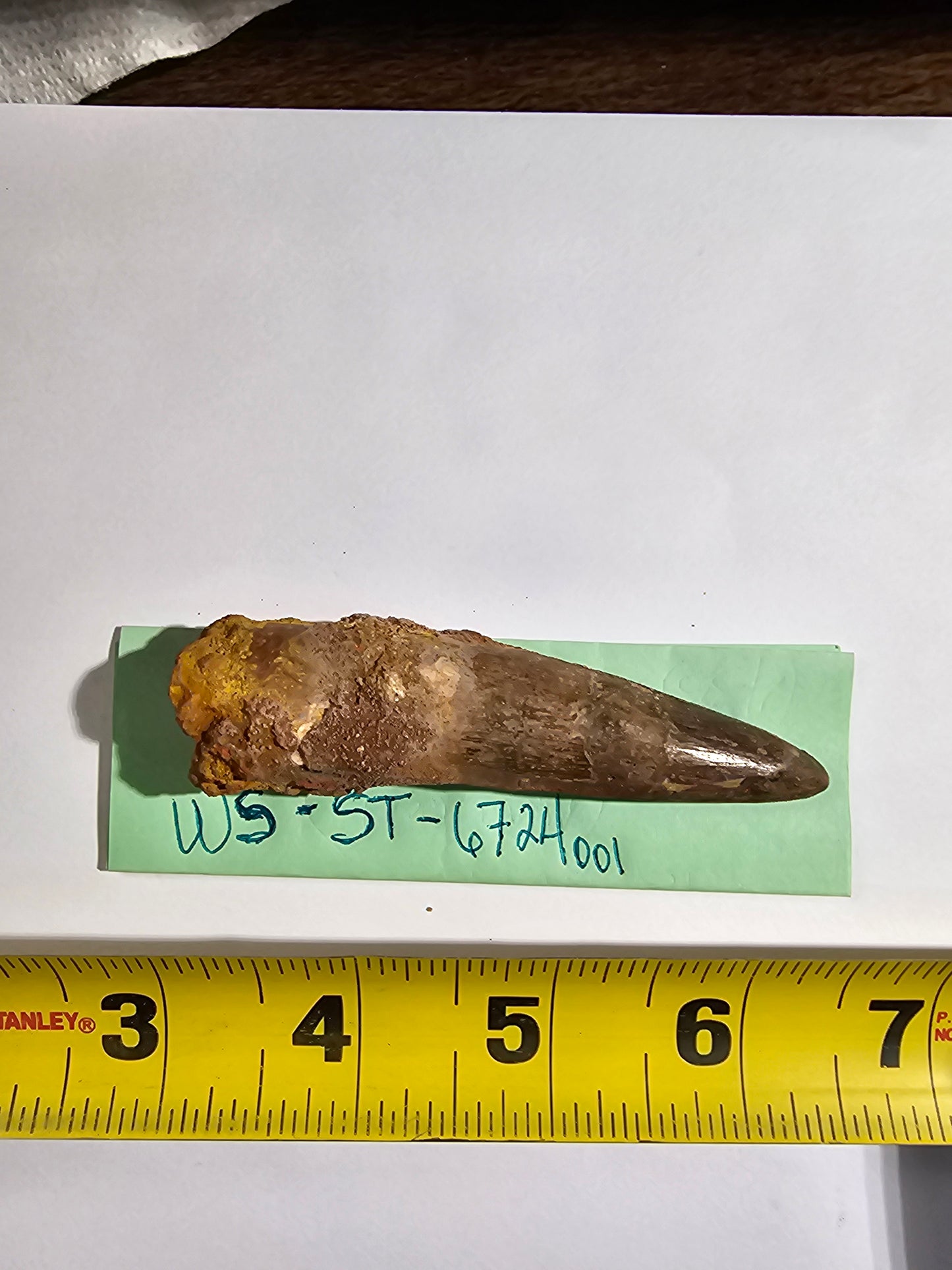 Spinosaurus Tooth - Fossil