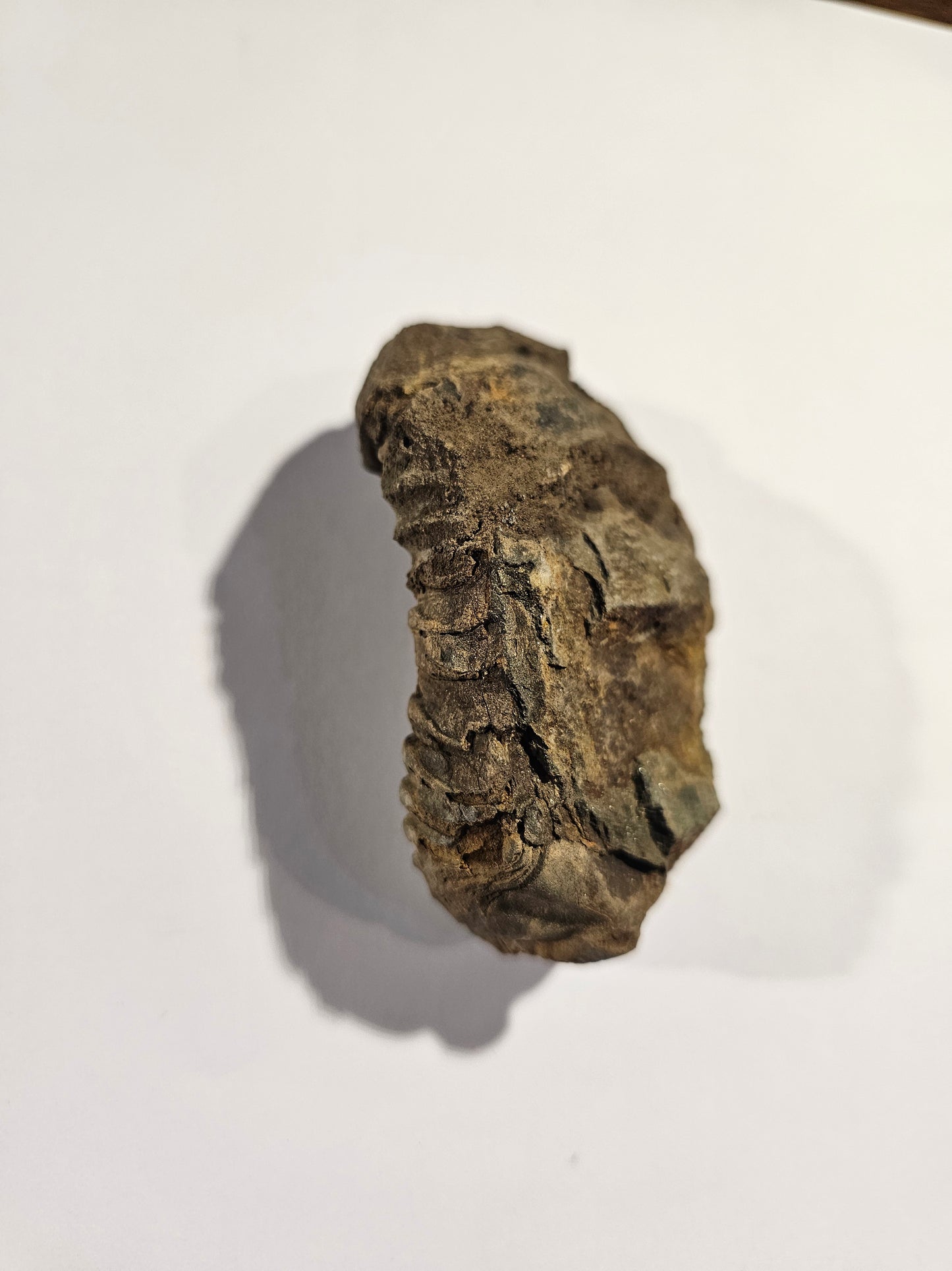 Trilobite Fossil Exquisite Specimen