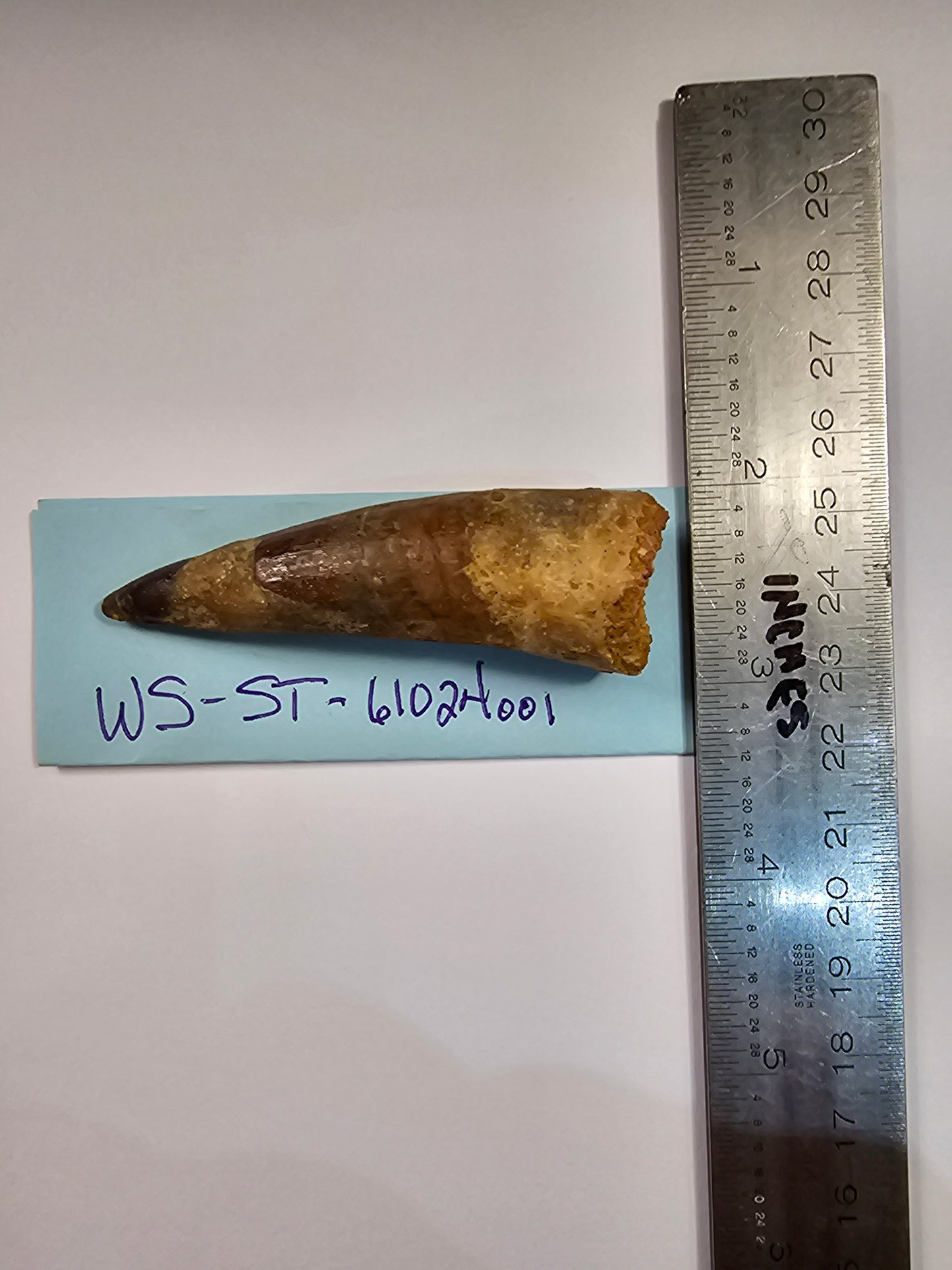 Spinosaurus Tooth - Fossil