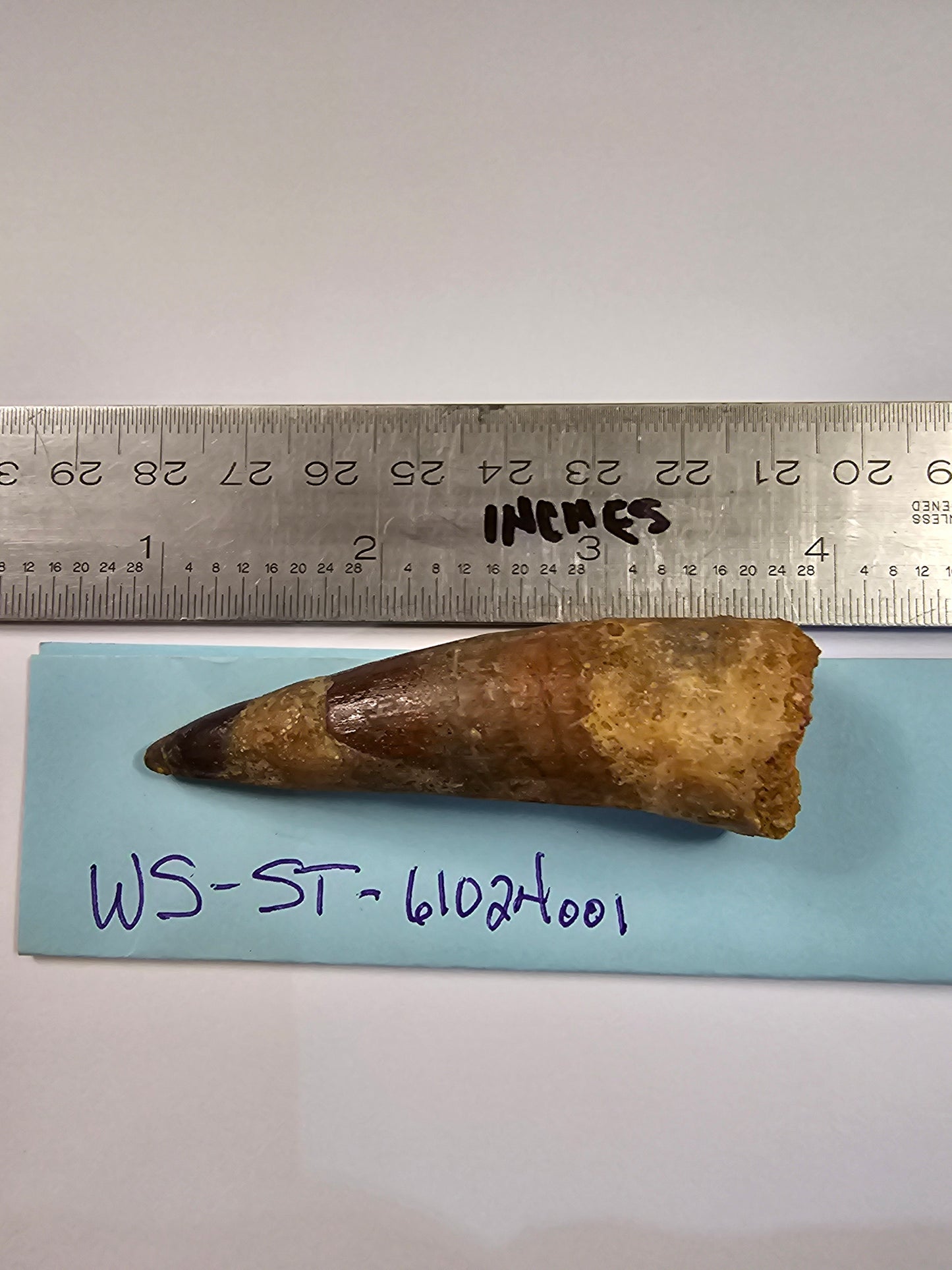 Spinosaurus Tooth - Fossil