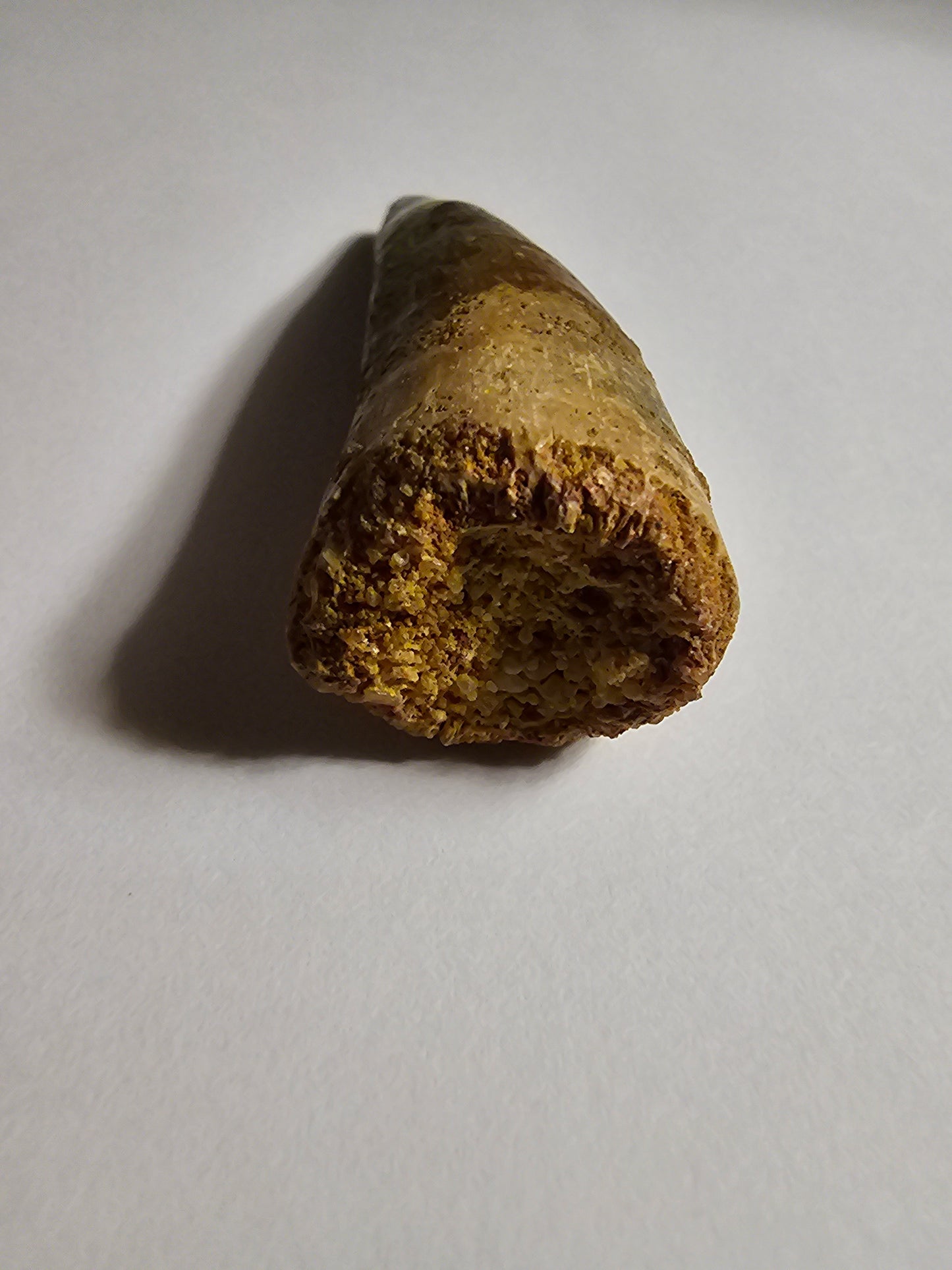 Spinosaurus Tooth - Fossil