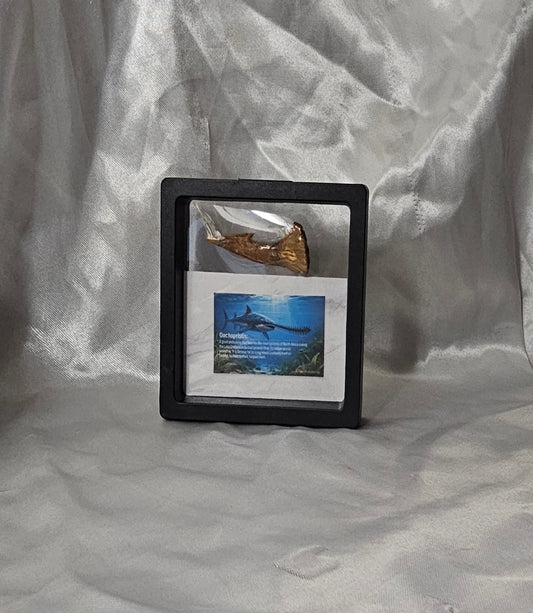 Onchopristis Cretaceous (Dinosaur)Tooth Fossil extinct onchopristis Cretaceous - 2”