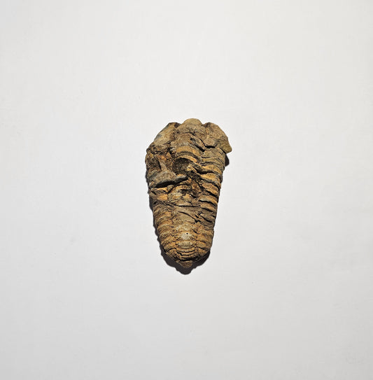 Trilobite Fossil Exquisite Specimen