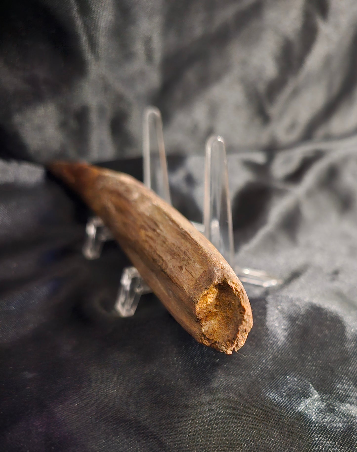 Spinosaurus Tooth - Fossil
