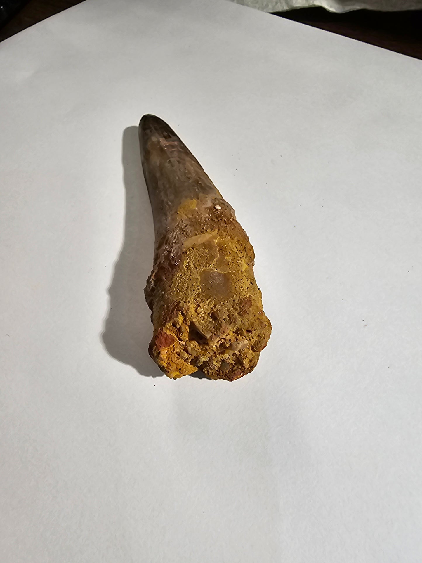 Spinosaurus Tooth - Fossil