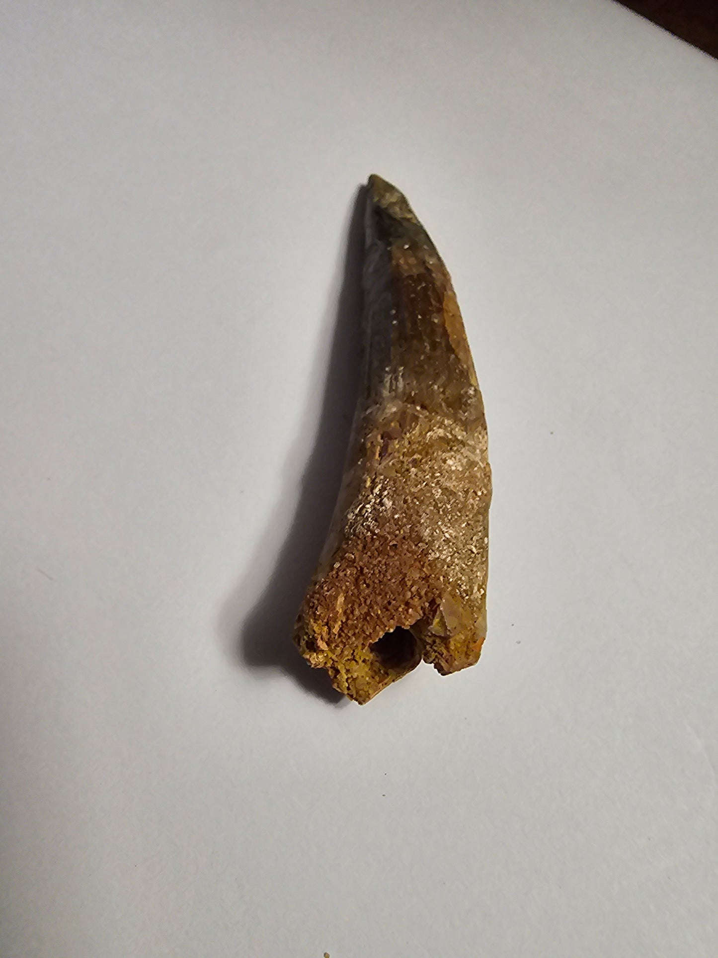 Spinosaurus Tooth - Fossil