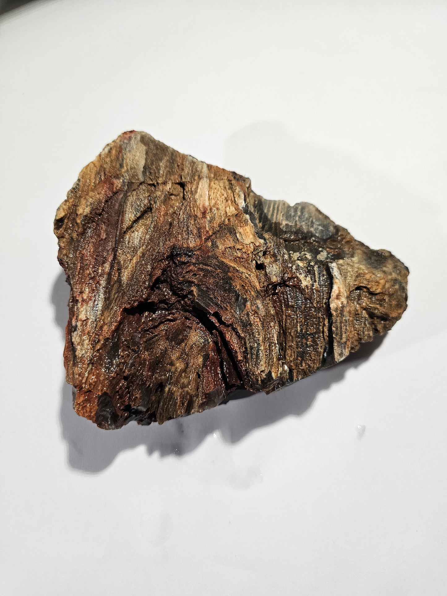 Raw Silver Creek Junction Petrified Wood Specimen with Knot