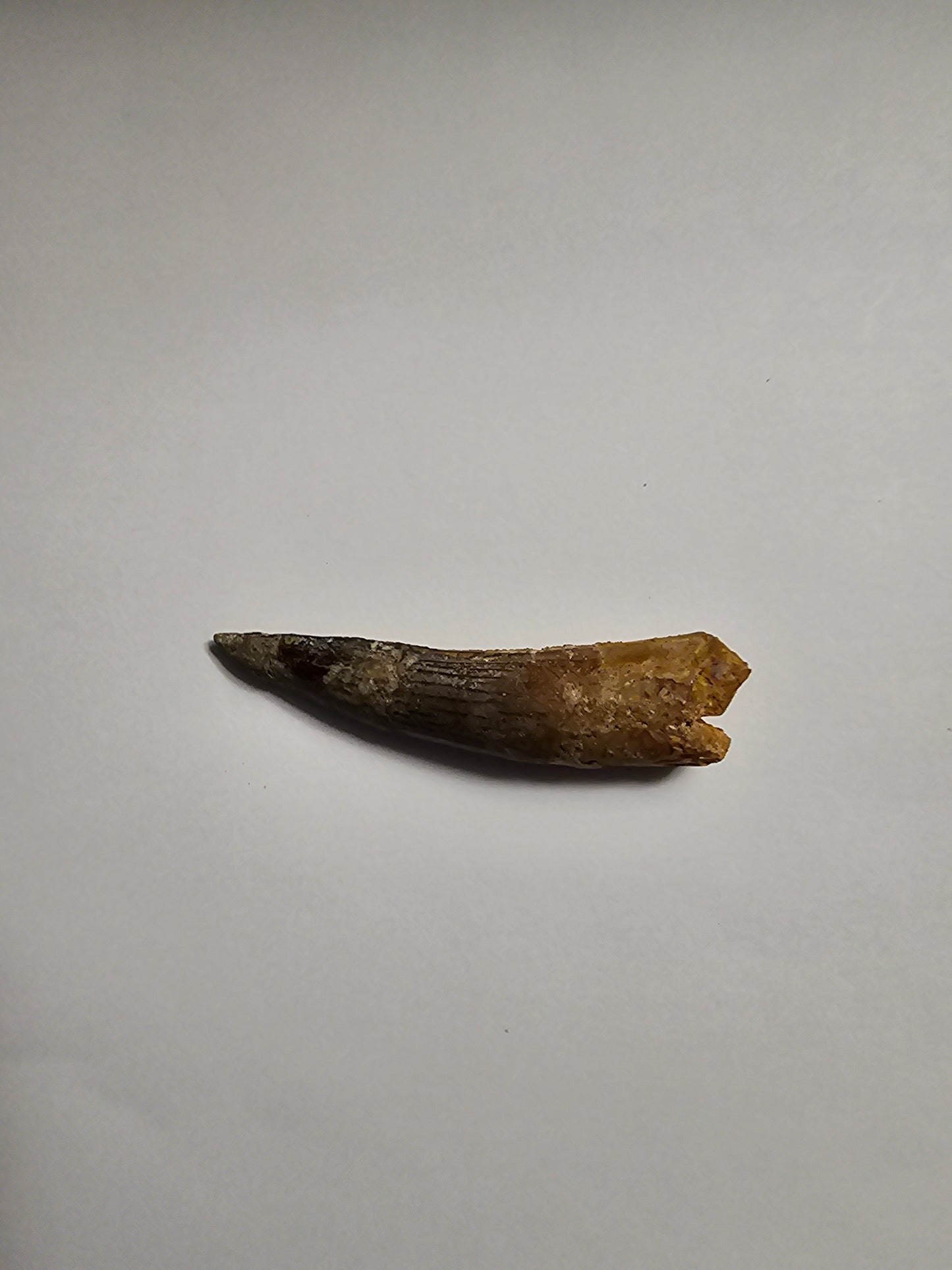 Spinosaurus Tooth - Fossil