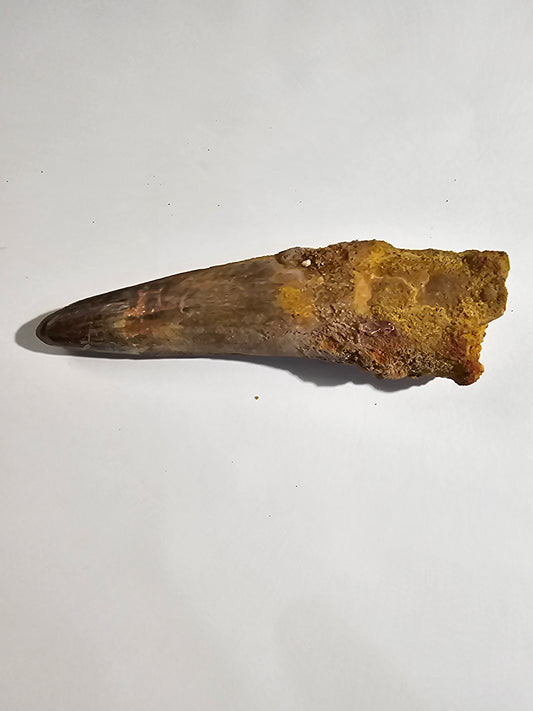 Spinosaurus Tooth - Fossil