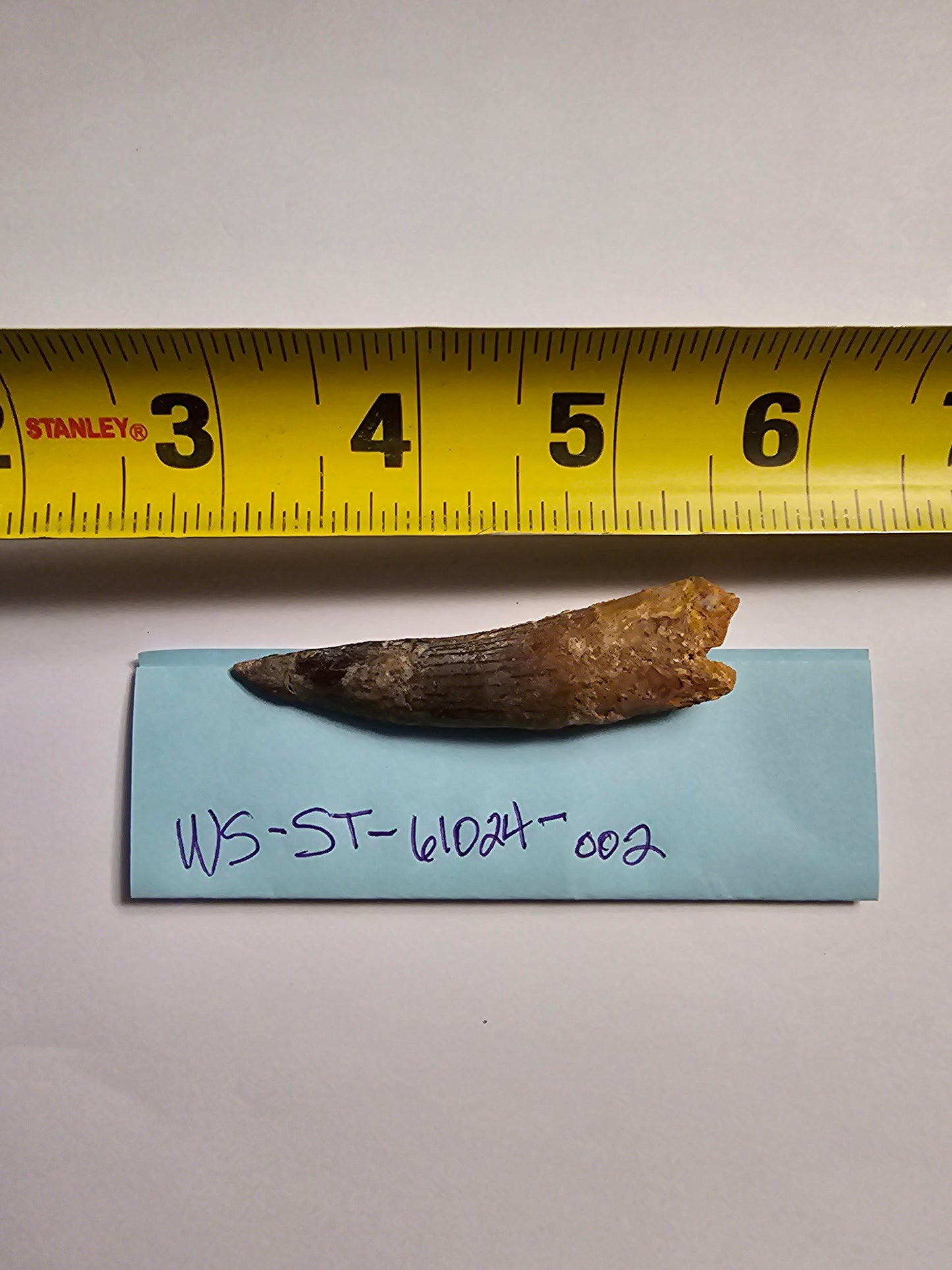 Spinosaurus Tooth - Fossil