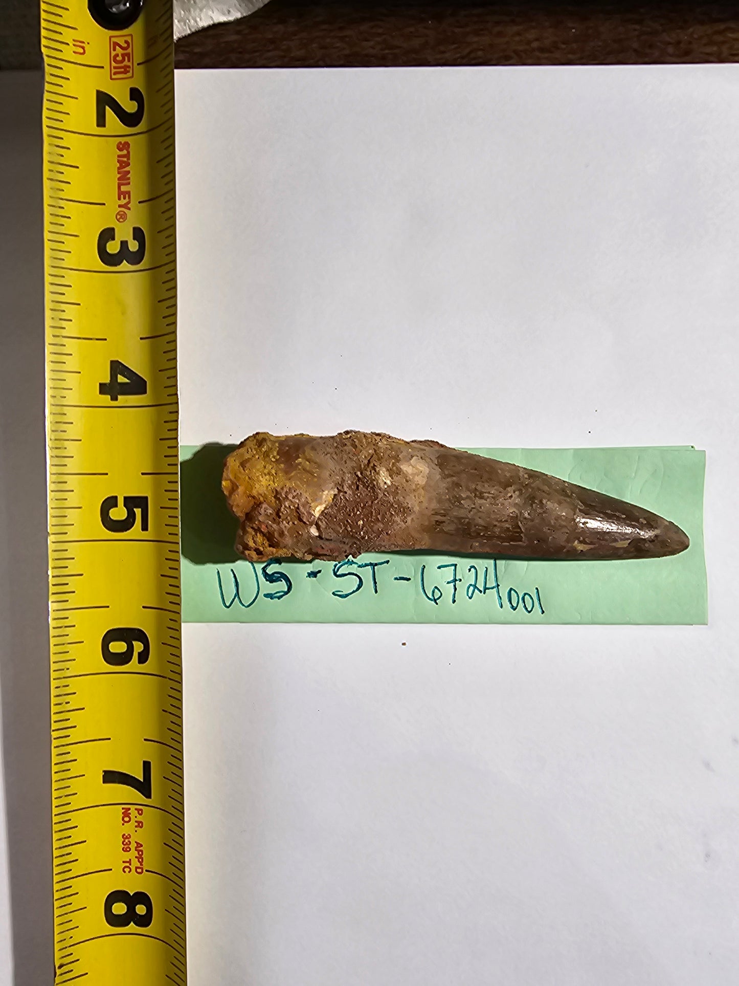 Spinosaurus Tooth - Fossil