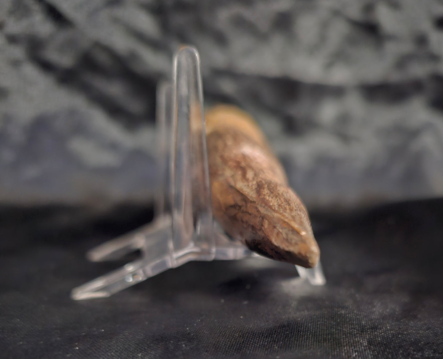 Spinosaurus Tooth - Fossil