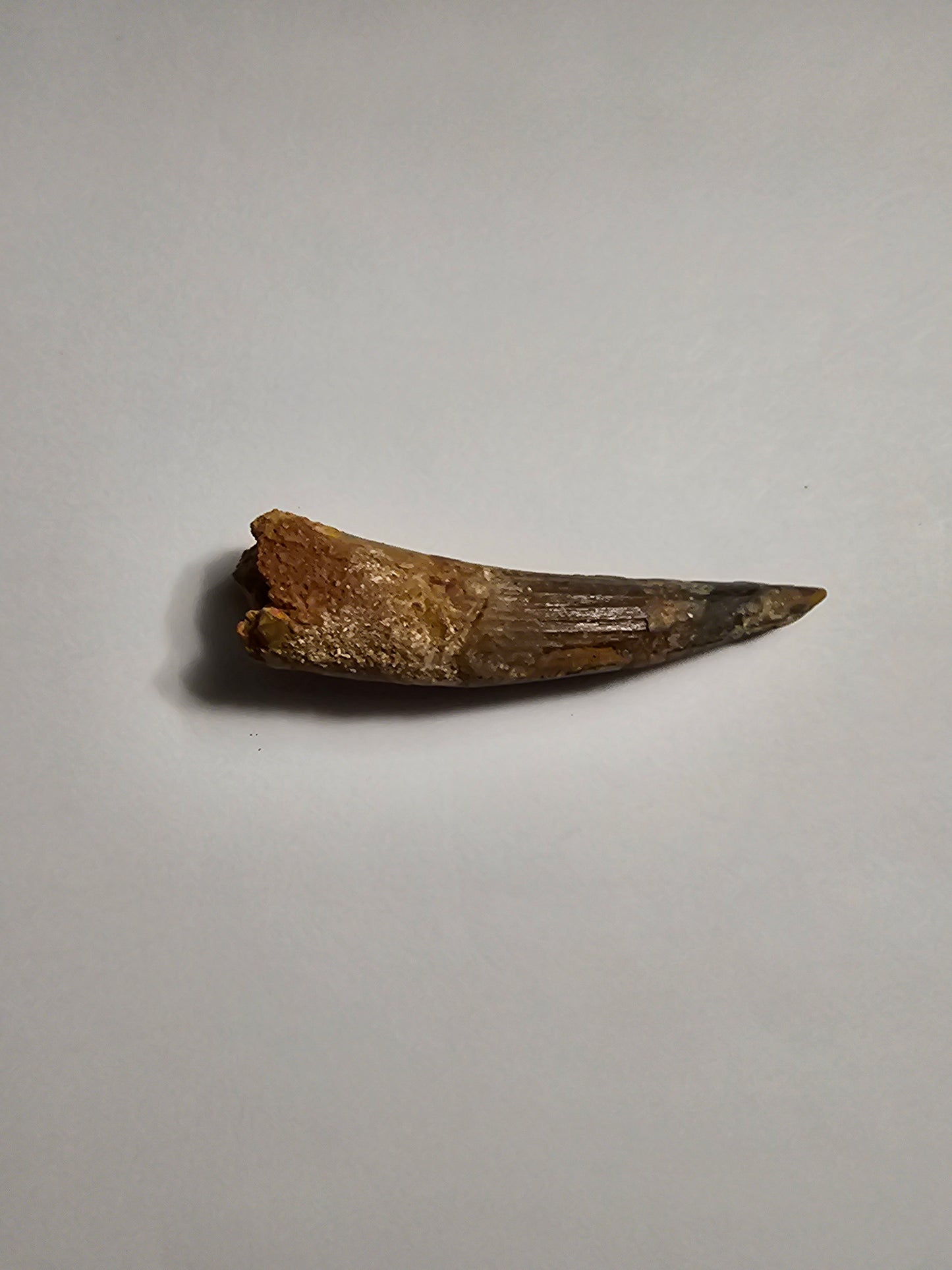 Spinosaurus Tooth - Fossil