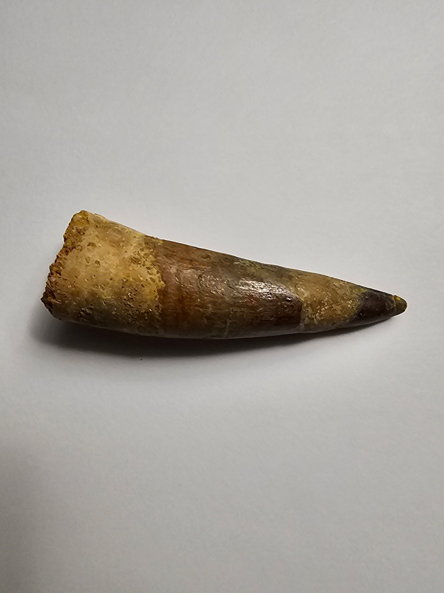 Spinosaurus Tooth - Fossil