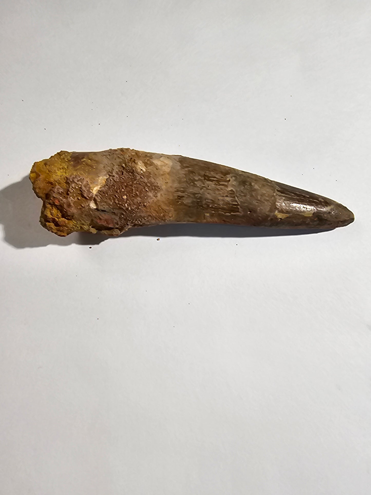 Spinosaurus Tooth - Fossil