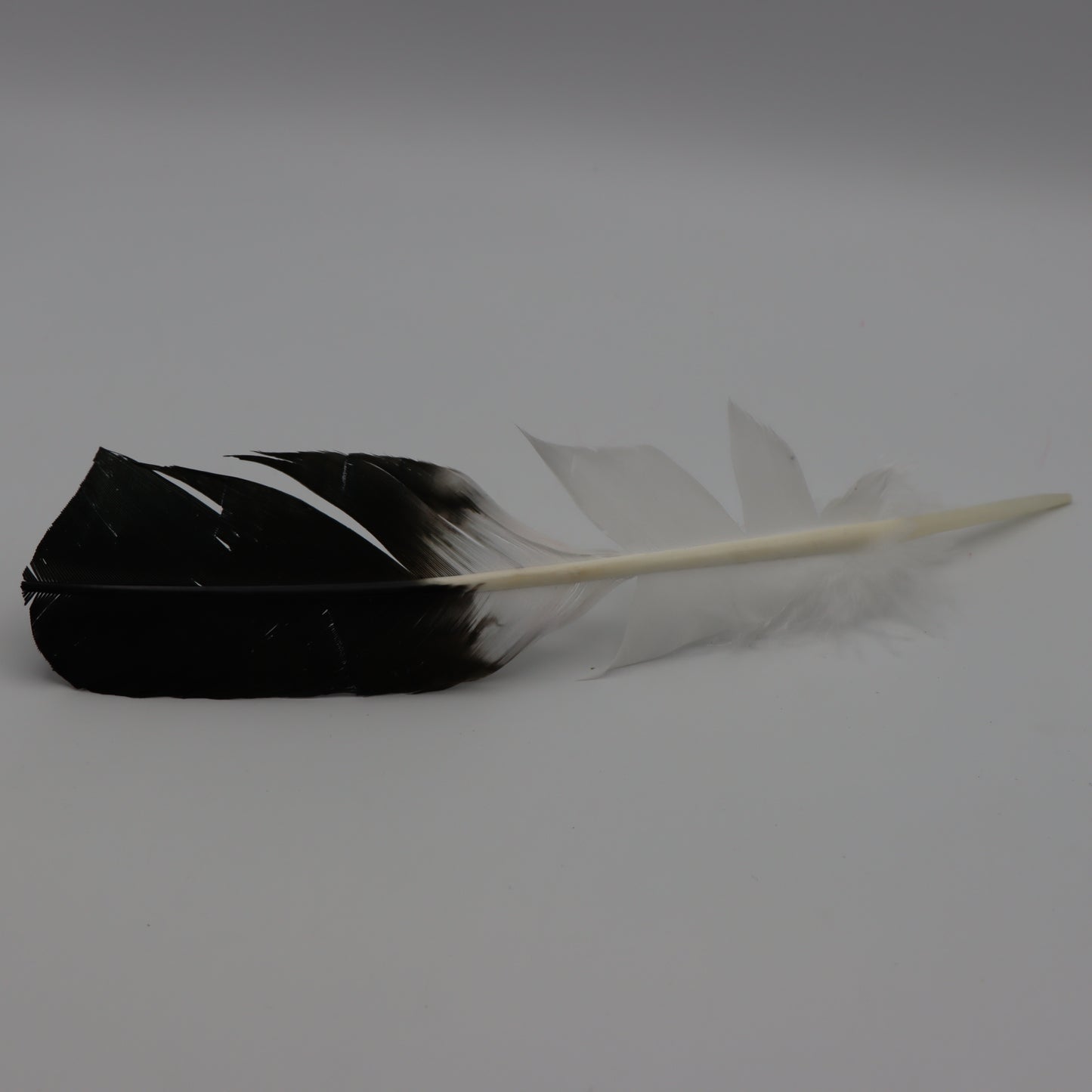 Smudging Feather