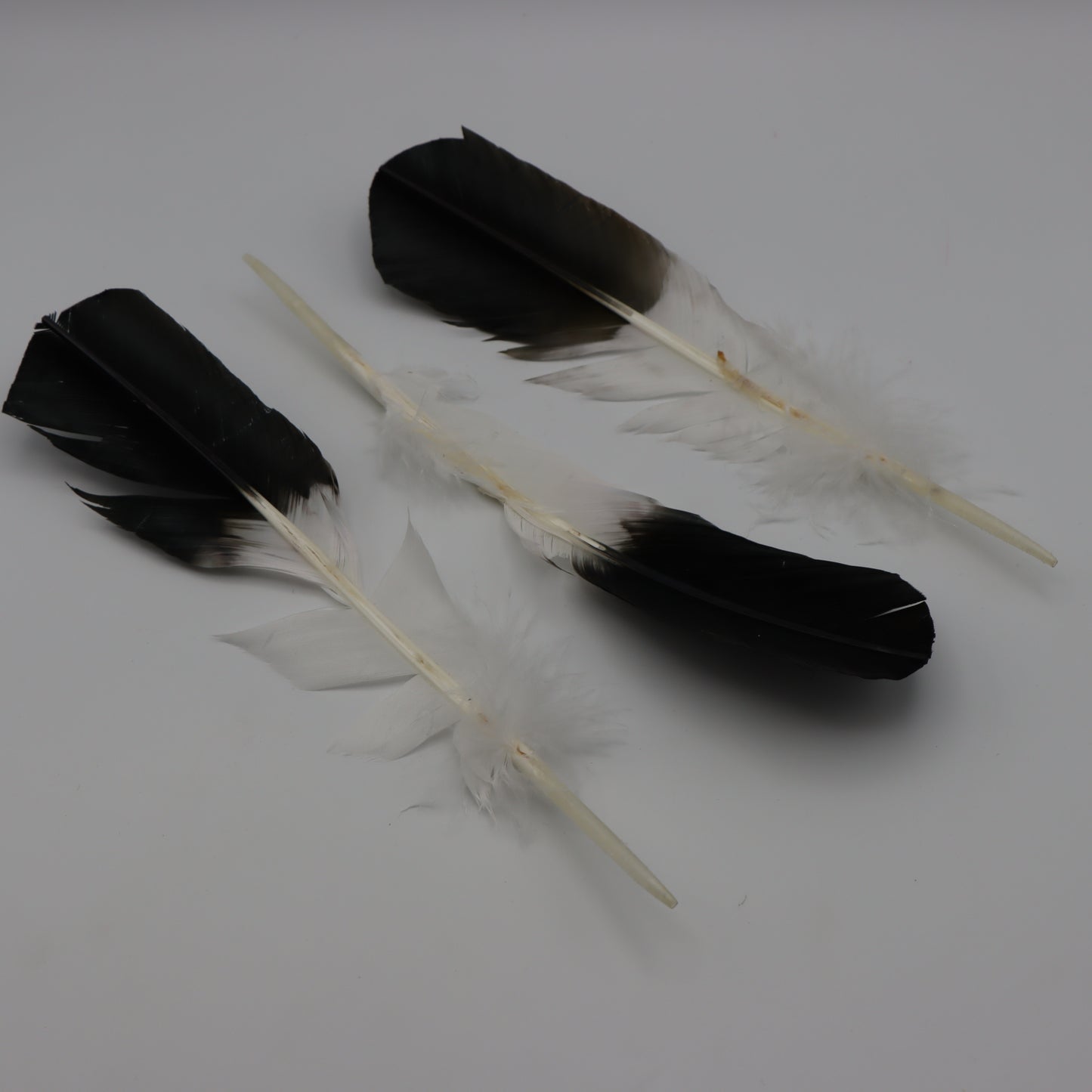 Smudging Feather