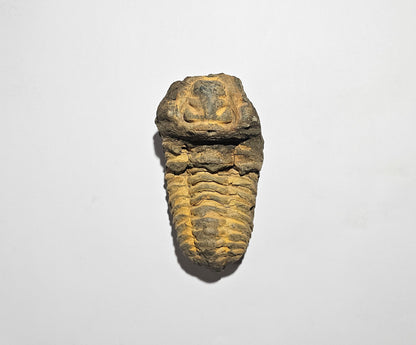 Trilobite Fossil Exquisite Specimen