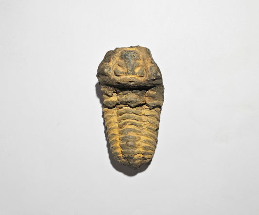Trilobite Fossil Exquisite Specimen