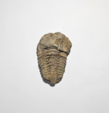 Trilobite Fossil Exquisite Specimen