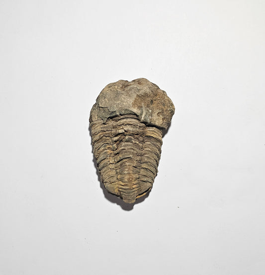 Trilobite Fossil Exquisite Specimen