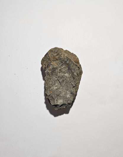 Trilobite Fossil Exquisite Specimen