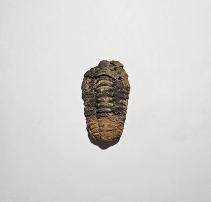 Trilobite Fossil Exquisite Specimen