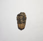Trilobite Fossil Exquisite Specimen
