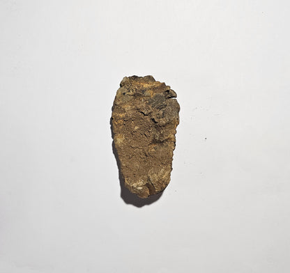 Trilobite Fossil Exquisite Specimen