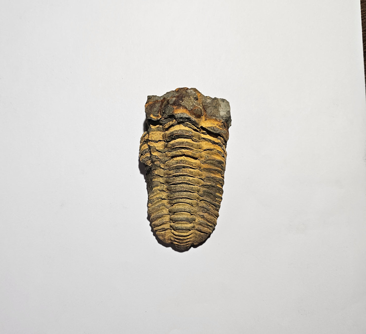 Trilobite Fossil Exquisite Specimen