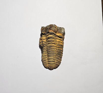 Trilobite Fossil Exquisite Specimen