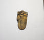 Trilobite Fossil Exquisite Specimen