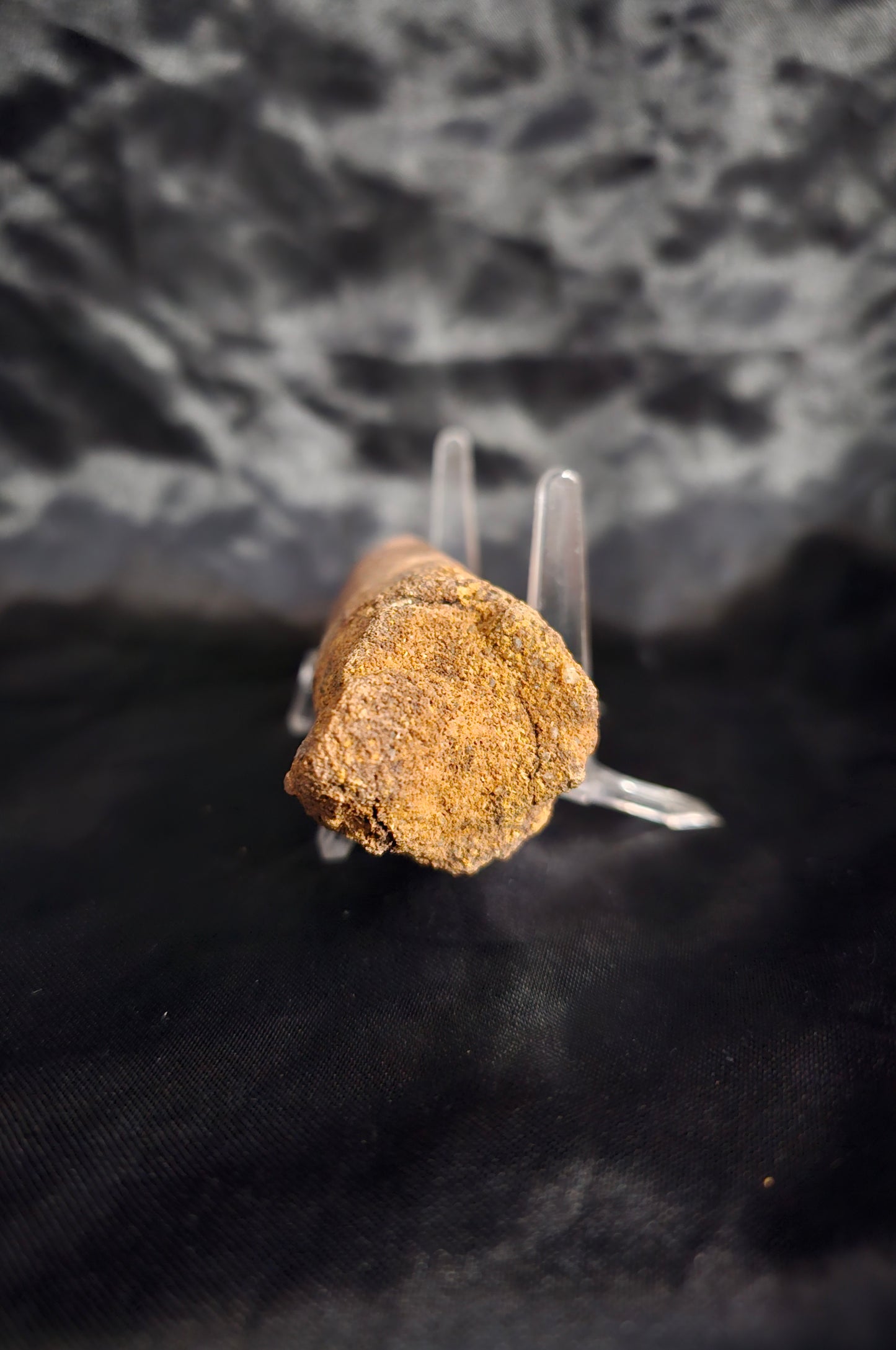 Spinosaurus Tooth - Fossil