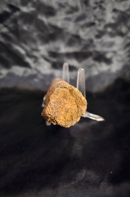 Spinosaurus Tooth - Fossil