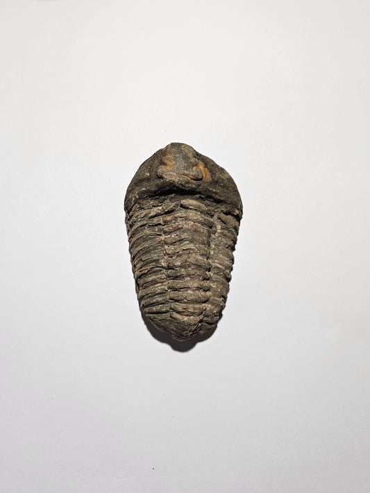 Trilobite Fossil Exquisite Specimen