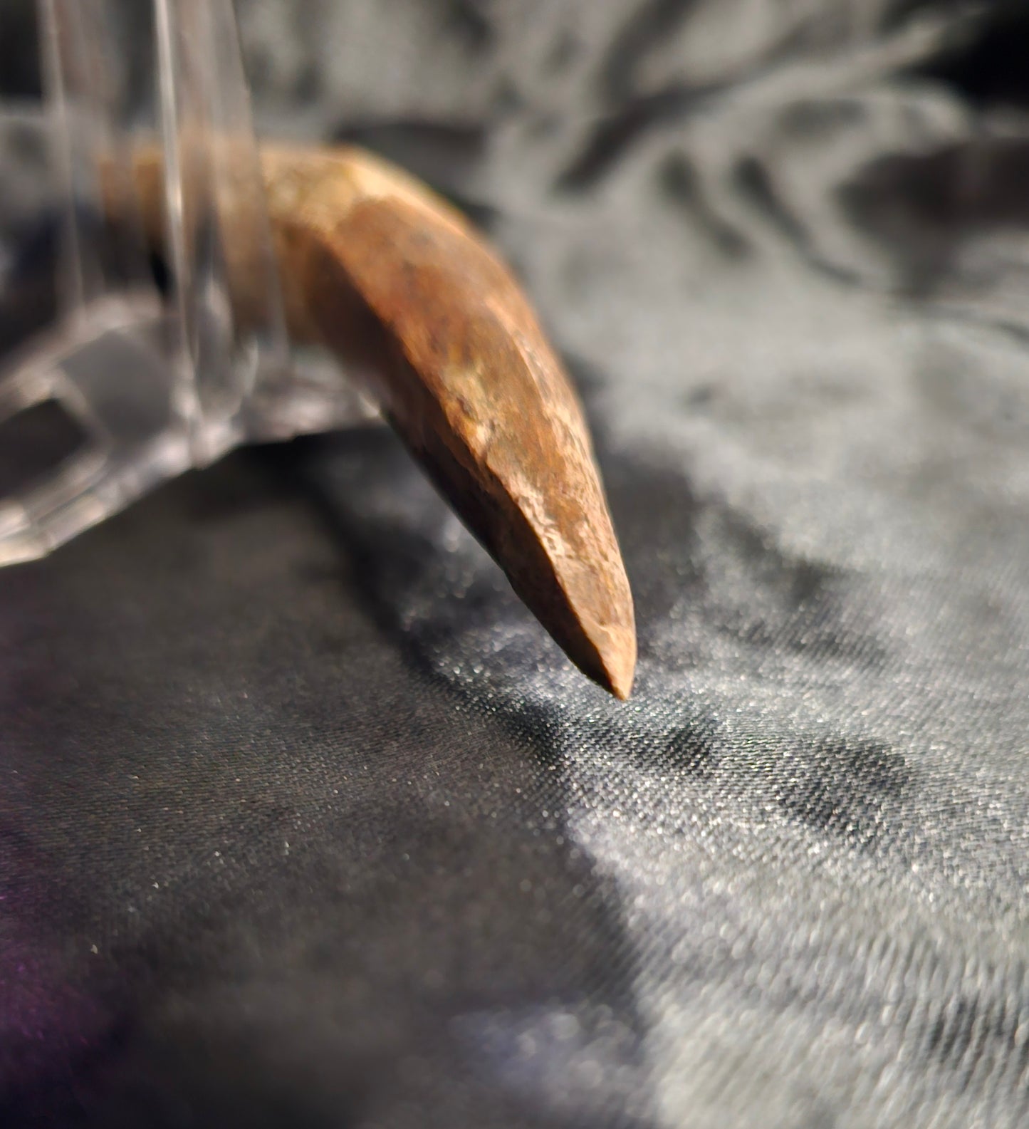 Spinosaurus Tooth - Fossil