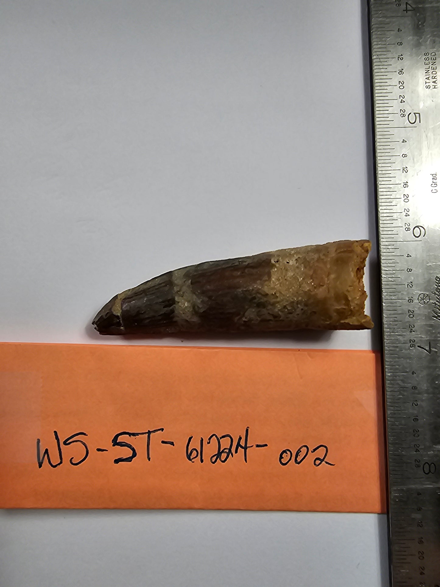 Spinosaurus Tooth - Fossil