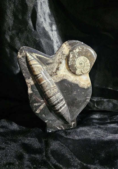 Polished Orthoceras Fossil With Ammonite